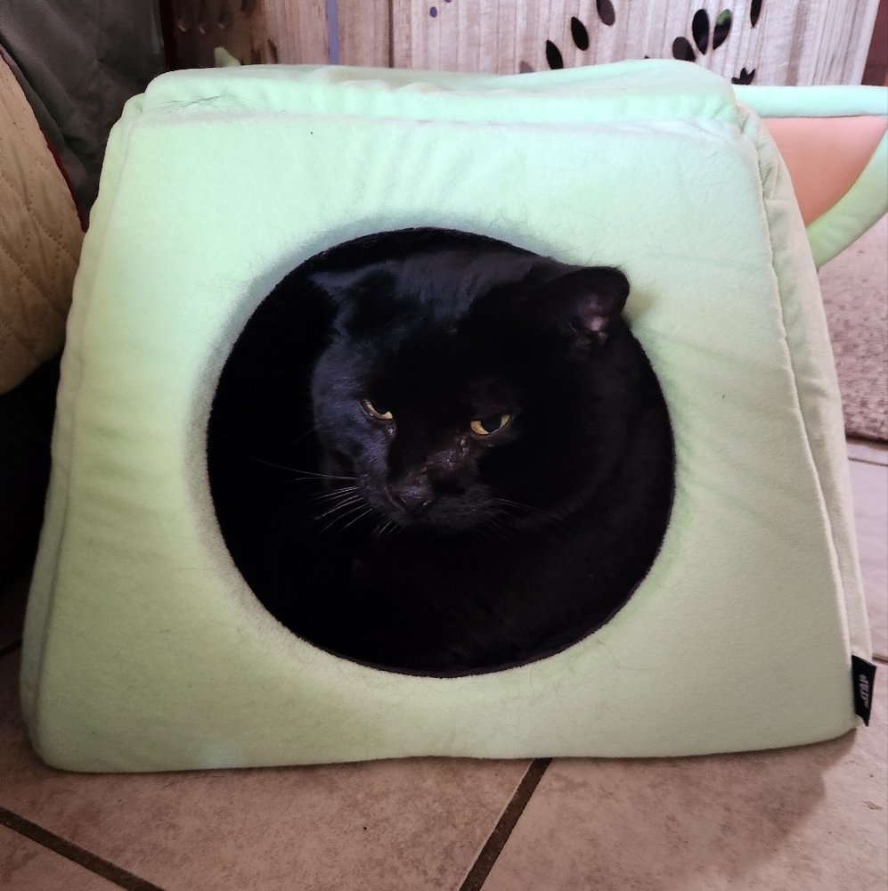 NOT FOR SALE Cat bed, Star Wars Yoda Pet Bed - Picture 7 of 7